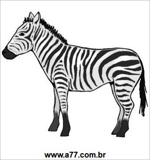 Zebra